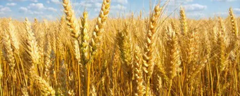 农麦126小麦种子简介，比对照品种扬麦20早熟2天