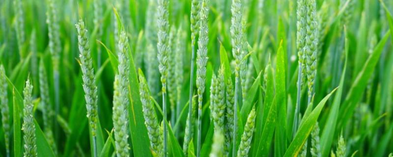 华麦1028小麦品种的特性，全生育期197天
