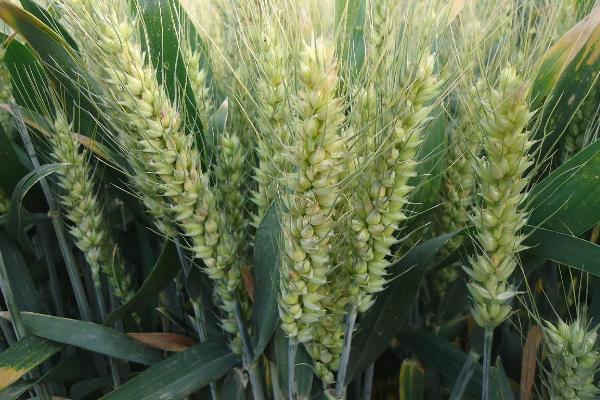豫丰11小麦种子简介，中抗条锈病