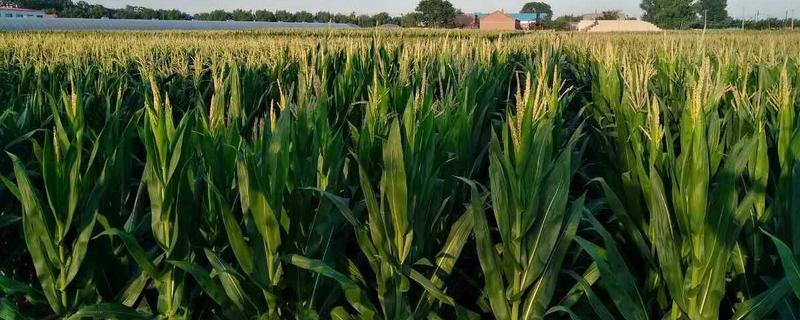 D722玉米品种简介，注意及时防治病虫害