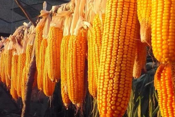 D722玉米品种简介，注意及时防治病虫害