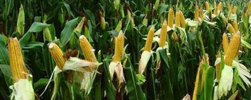 科试119玉米品种简介，注意防治病虫害