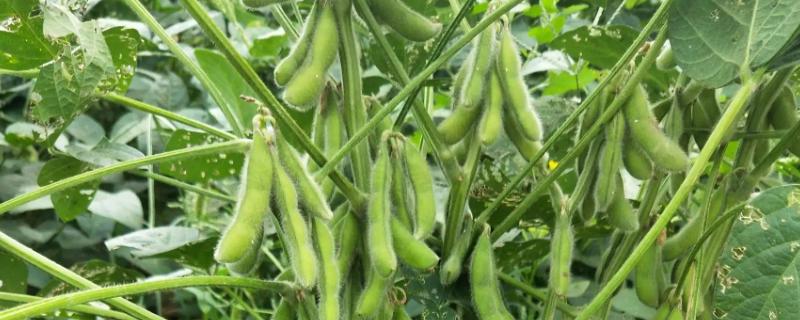 邯豆11大豆品种简介，适宜播期6月上中旬