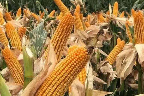 强盛377玉米种子简介，适宜播期4月下旬至5月上旬