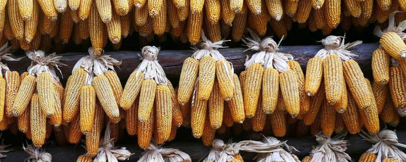 鑫源88玉米种子特征特性，注意防治茎腐病