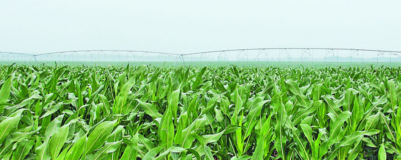 大德216玉米种子简介，适宜播期4月下旬至5月上旬