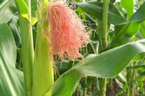 V18玉米品种的特性，每亩播种密度在4000株