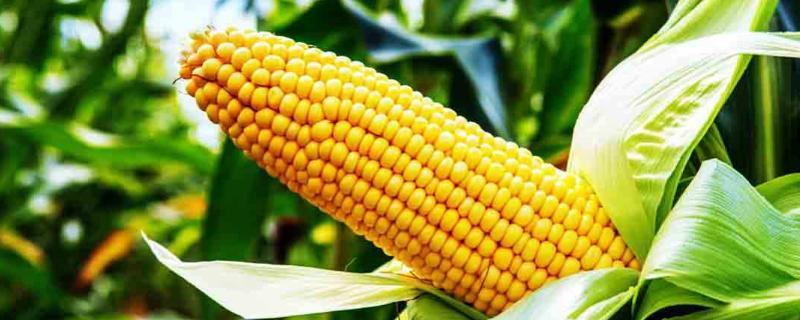 东单719玉米品种简介，应选择肥力较好的地块种植