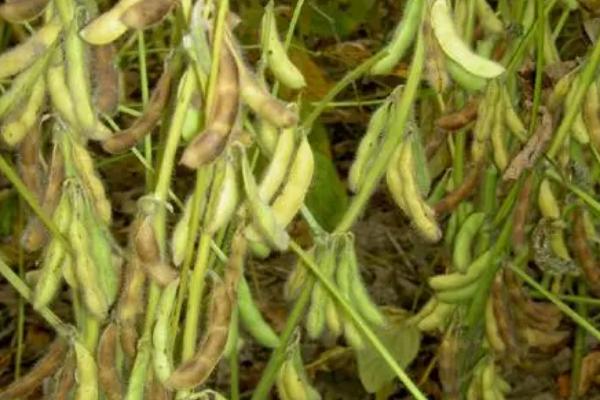 中黄78大豆品种的特性，亩种植密度15000株