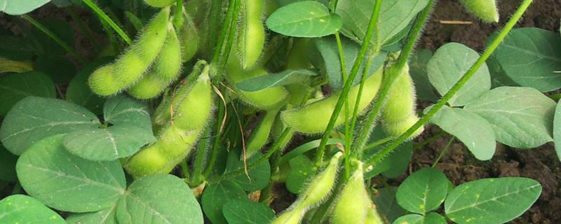 冀豆16大豆品种的特性，夏播生育期平均103天