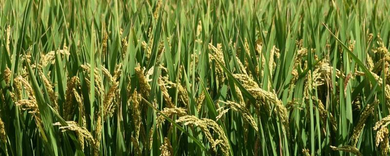玖两优佳辐占水稻种子简介，籼型两系杂交水稻品种