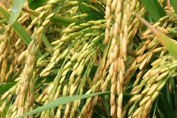 桃优205水稻品种的特性，每亩栽插2万穴