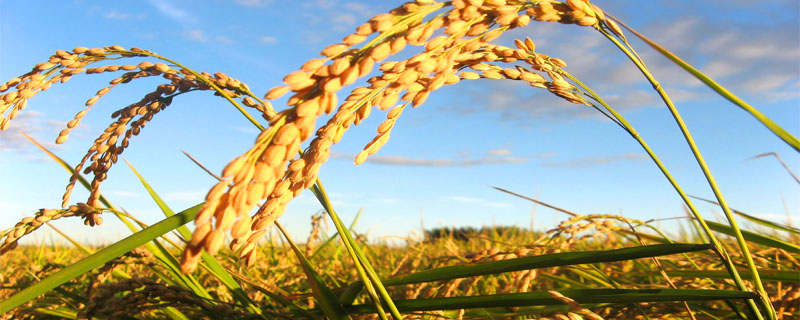 N两优581水稻品种简介，秧田亩播种量10千克