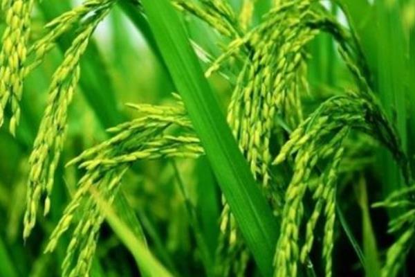 19两优华占水稻种子简介，亩播种量10～15千克