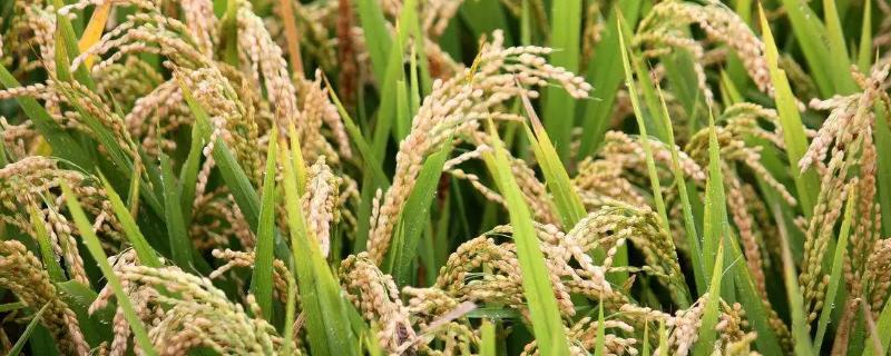广星优1380水稻种子特征特性，全生育期117.9天