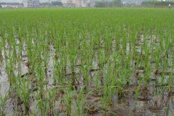 荃优1512水稻品种的特性，每亩有效穗数15.7万穗