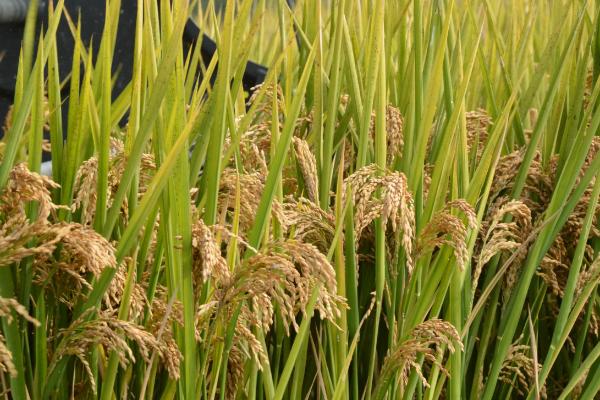 隆两优1177水稻品种简介，每亩插足基本苗6万以上