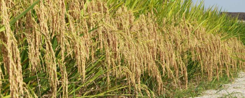 天优湘99水稻品种简介，种植密度∶17厘米×26厘米