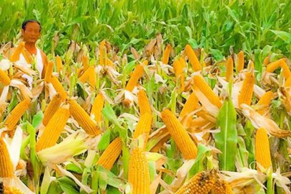 什么品种的玉米种子好，常见的有伟科702、华农866等
