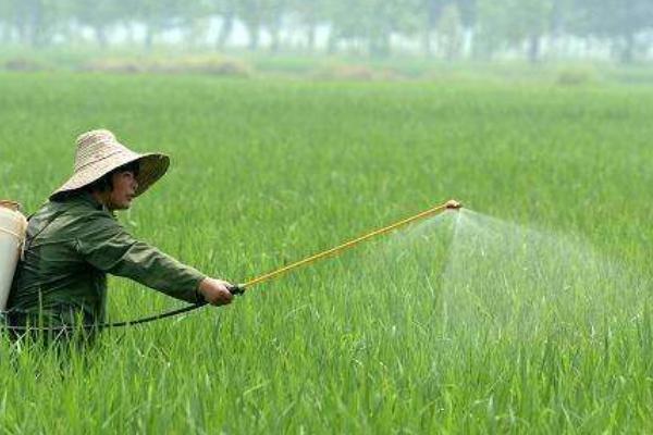 马拉硫磷农药可以杀什么虫，主要防治粘虫、蚜虫、叶蜂、食心虫等