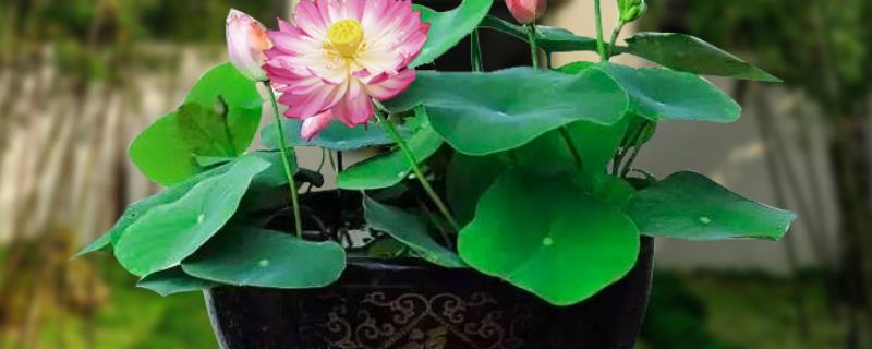 荷花的水养方法，每天要接受充足的散射光
