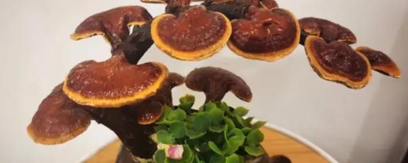 盆栽灵芝怎么浇水，根据生长阶段调整浇水