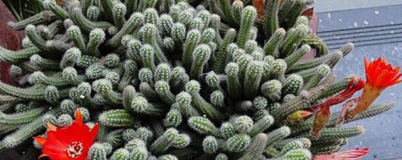 仙人指花卉花期的养殖方法，花期每隔15天追施一次肥料