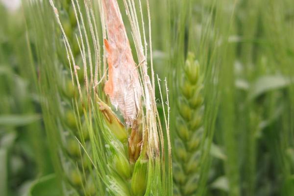 小麦赤霉病的症状，会引起苗腐、穗腐、茎基腐等