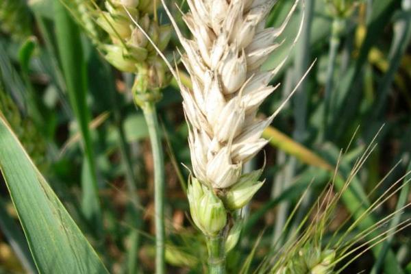 小麦赤霉病的症状，会引起苗腐、穗腐、茎基腐等