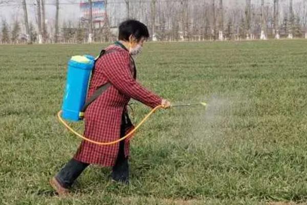 小麦赤霉病的症状，会引起苗腐、穗腐、茎基腐等