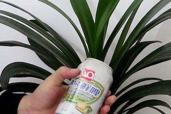 啤酒可以浇哪些植物，可以浇文竹、茶花等