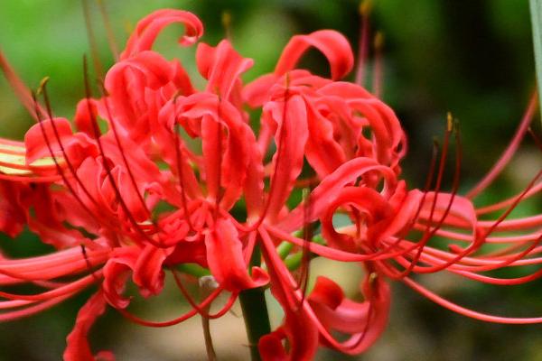 秋天常见的花有哪些，有芙蓉花、桂花、石蒜花等