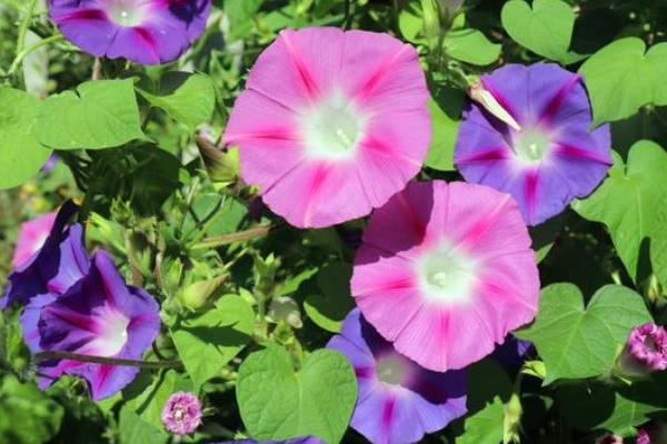 秋天常见的花有哪些，有芙蓉花、桂花、石蒜花等