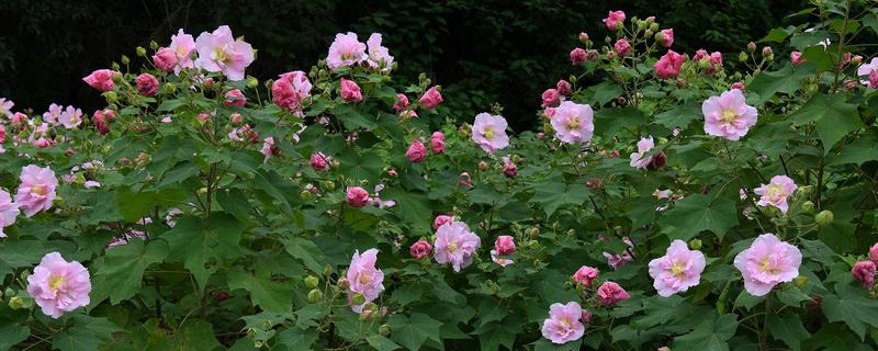 芙蓉花什么时候开，花期在每年的7-10月份