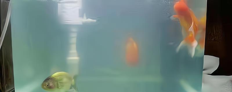 鱼缸水白蒙蒙的雾状的原因，说明水质恶化