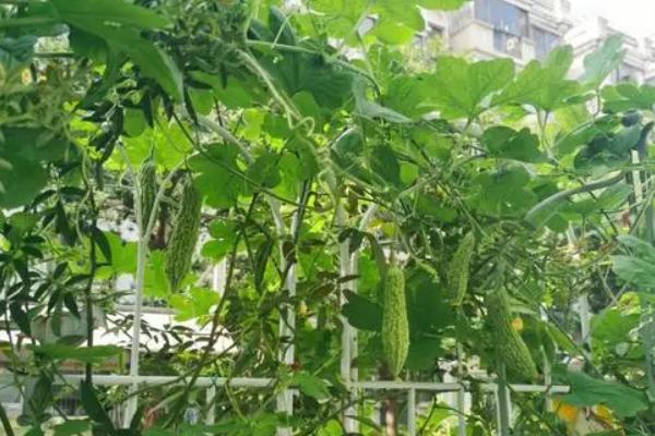 苦瓜出现朱砂叶螨如何防治，可农业防治也可生物防治等