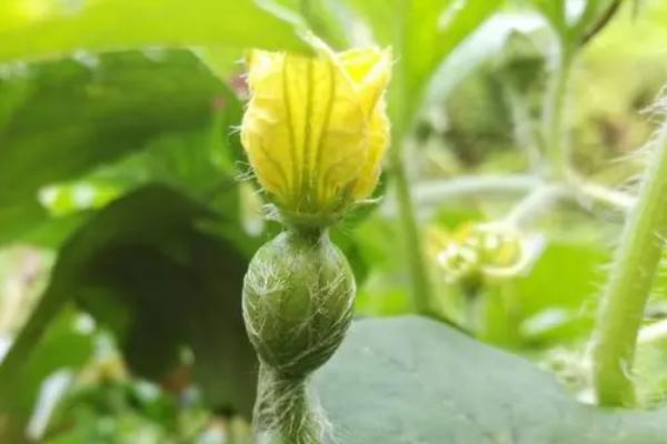西瓜开花期能不能浇水，开花期土壤过于干旱的话能浇水