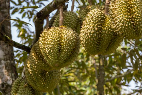榴莲适合什么季节吃，6-7月食用为佳