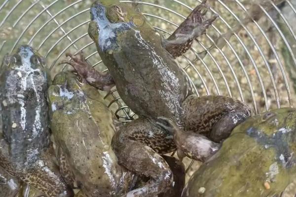 牛蛙有没有寄生虫，牛蛙体内常见寄生虫有裂头蚴、蛙片虫等
