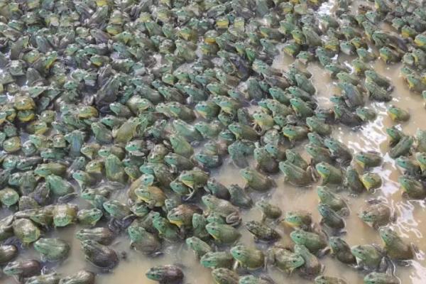 牛蛙有没有寄生虫，牛蛙体内常见寄生虫有裂头蚴、蛙片虫等