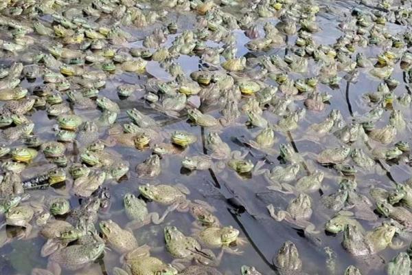 牛蛙有没有寄生虫，牛蛙体内常见寄生虫有裂头蚴、蛙片虫等