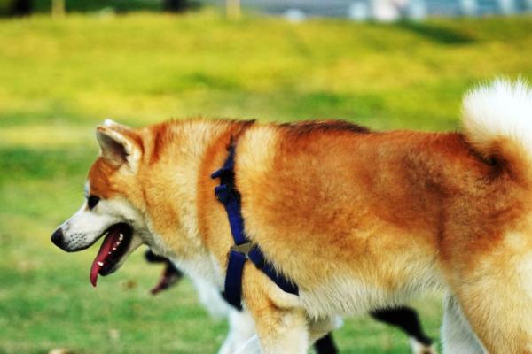 狗狗咳血怎么急救，先让它静卧休息再送到医院诊治