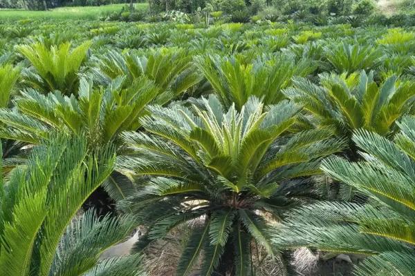 农村种植什么市场潜力大，这几个项目很有钱途