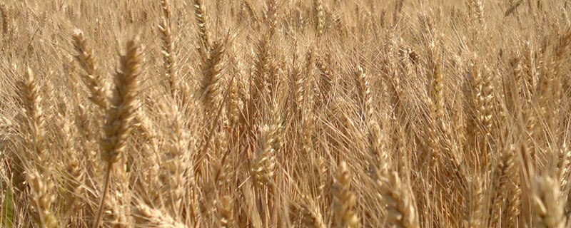 中信麦78小麦种子特征特性，该品种属半冬性中熟品种