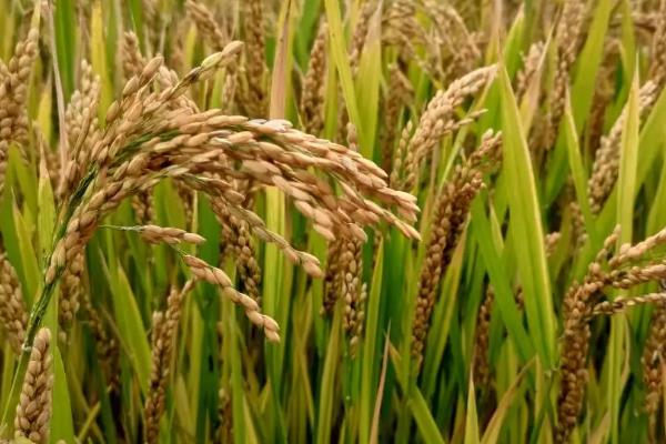 石农958小麦品种简介，亩播种量12.5公斤左右