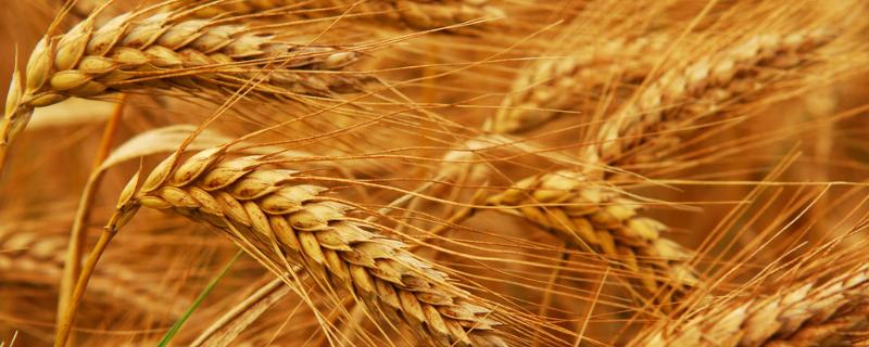 河农6119小麦种子特征特性，亩播种量10～12公斤