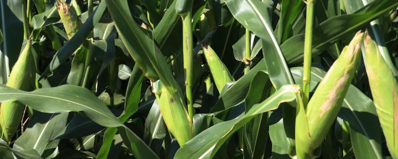 赛博169玉米种子特征特性，适宜播期4月下旬至5月初