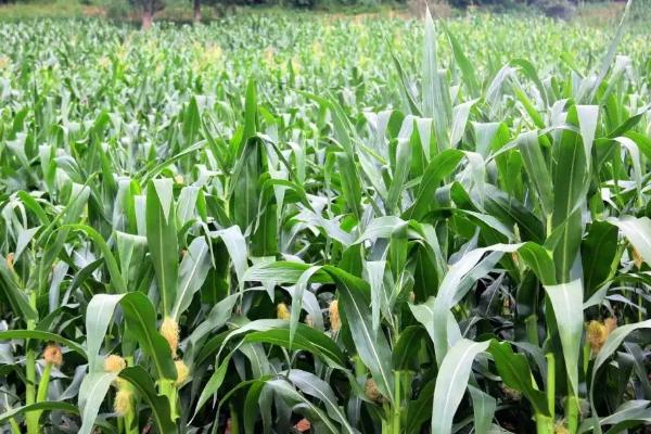 嘉玉16玉米种子特征特性，小麦收获后及时播种