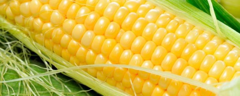 德朗161玉米品种的特性，适宜播期4月下旬至5月初