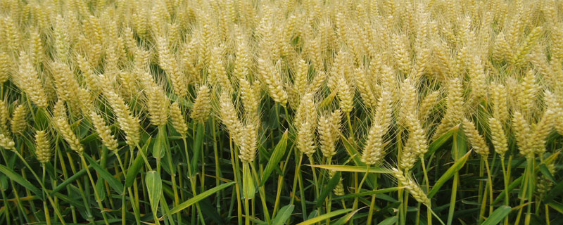 品育8012小麦种子特征特性，生育期238天